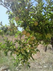 تصاویر سیب های خوش مزه یک باغ در یاسوج
