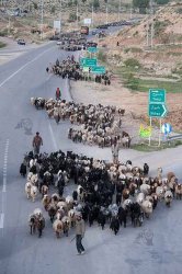 كوچ عشاير،CHAHARFASL.IR