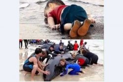 كودك سوري،chaharfasl.ir