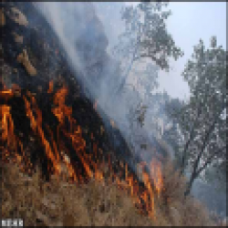 
داغی بر تن دنا / تراژدی آتش در جنگل‌های یاسوج
