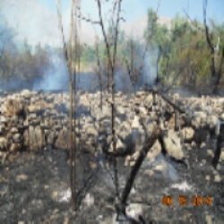 
معضل نبود تجهیزات و آغاز آتش سوزی های سریالی در جنگل ها و مراتع شهرستان دنا+ تصاویر
