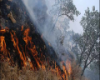 
داغی بر تن دنا / تراژدی آتش در جنگل‌های یاسوج
