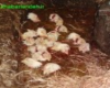   کشتار اسف بار مرغ در کهگیلویه و بویراحمد+تصاویر