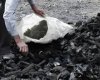 سرنوشت  قاچاقچیان زغال در شهرستان بهمئی