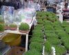 سبزه ها در یاسوج به روایت تصویر